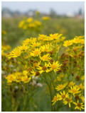 Senecio jacobaea     