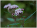 Eupatorium cannabinum            