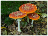 Amanita muscaria  