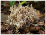 Clavulina coralloides 