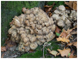 Grifola frondosa       