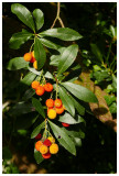 Arbutus unedo