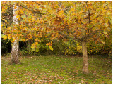 autumn in my backyard