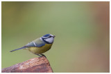 Blue Tit 