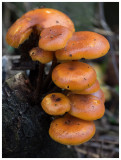 Flammulina velutipes   