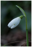 Galanthus nivalis  