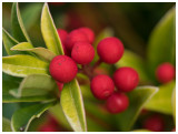 Skimmia reevesiana