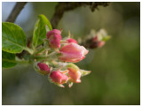 apple blossoms