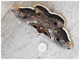 Saturnia Pyri 