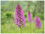 Anacamptis pyramidalis 