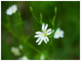 Stellaria holostea    