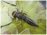 Dragonfly nymph