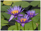 Numphaea caerulea