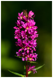 Lythrum salicaria  