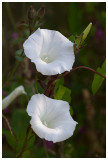 Calystegia sepium  