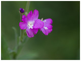 Epilobium hirsitum  