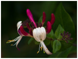 Lonicera periclymenum