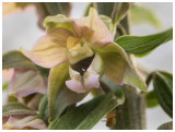 Epipactis helleborine  