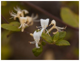 Lonicera japonica