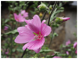 Althea officinalis     