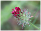 Trifolium incarnatum  