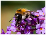 Bombus  