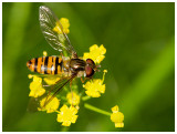 Episyrphus balteatus  
