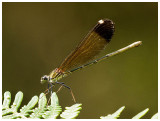 Calopteryx haemorrhoidalis (f)  