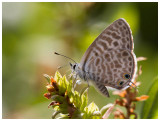 Leptotes pirithous 