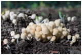 Coprinus disseminatus  