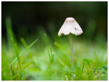 Inocybe geophylla  