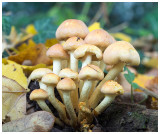 Hypholoma fasciculare  