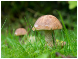 Leccinum carpini 