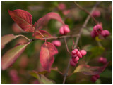 Spindle tree