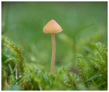 Galerina laevis  