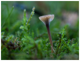 Rickenella swartzii