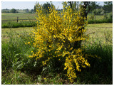 Cytisus scoparius