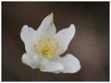 Anemone nemorosa