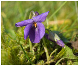 Viola odorata