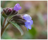 Pulmonaria officinalis