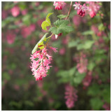 Ribes