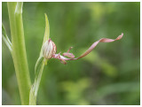 Himantoglossum hircinum subsp. adriaticum