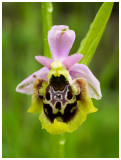 Ophrys pseudoscolopax