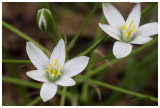 Ornithogalum umbellatum   