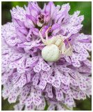 Misumena vatia   