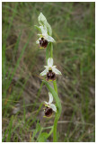 Ophrys fuciflora