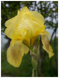 Iris pseudocarus