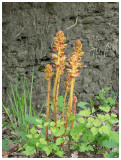 Orobanche    