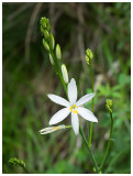 Anthericum liliago   
