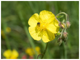 Helianthemum nummularium